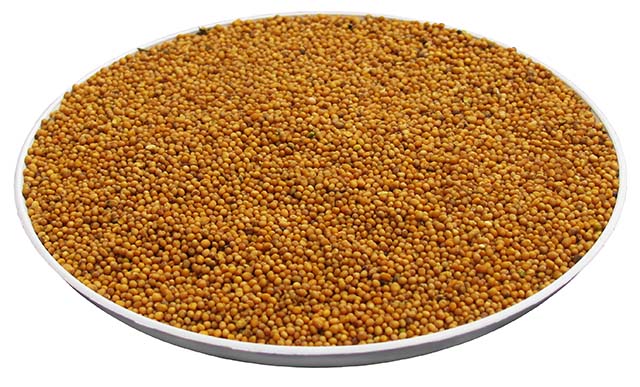 HORČIČNÉ semienko POĽSKO 25 kg