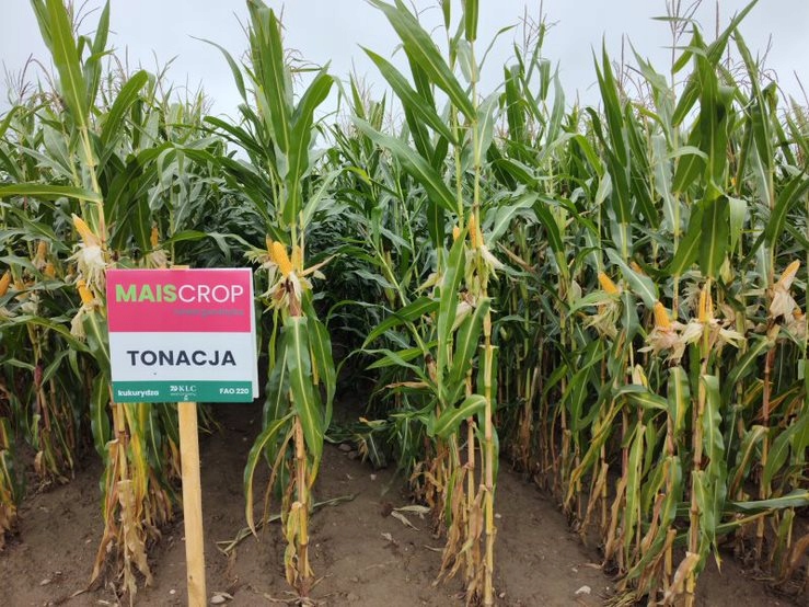 Semená kukurice Corn Tone C1 na siláž