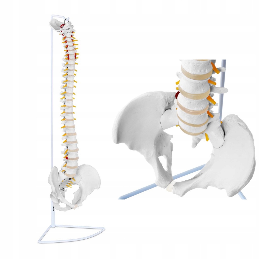 Anatomický model ľudskej chrbtice s mužskou kosťou