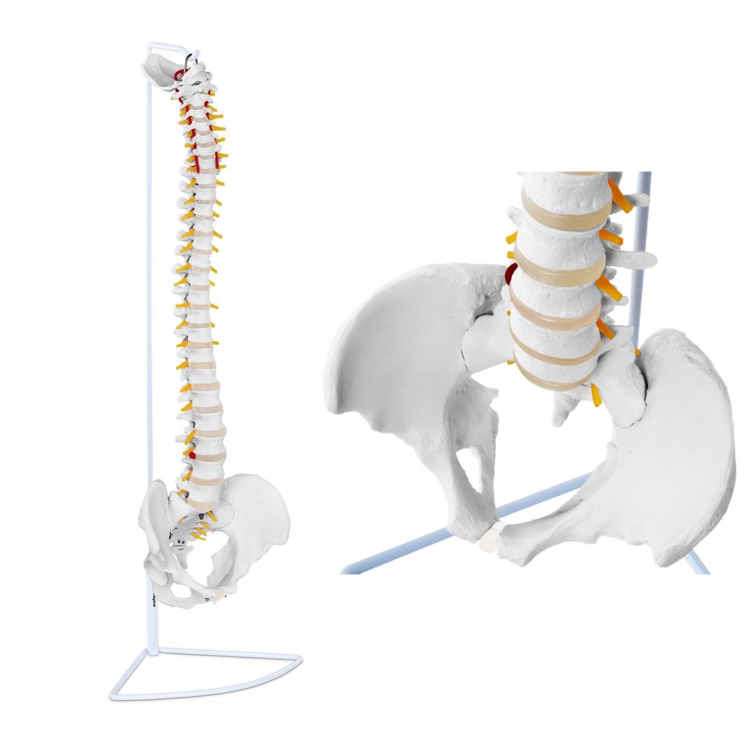 Chrbtica anatomický model s mužskou panvou