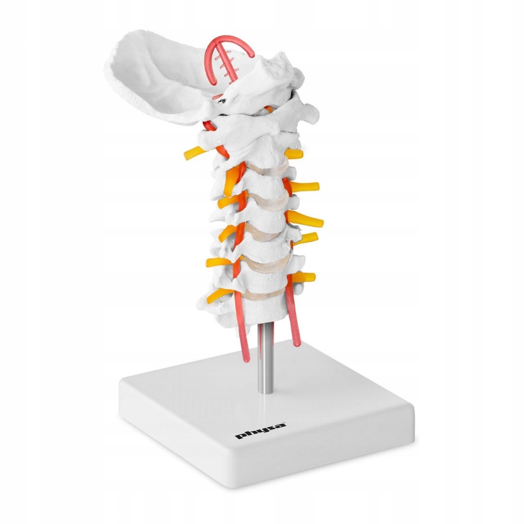 Anatomický model ľudskej krčnej chrbtice