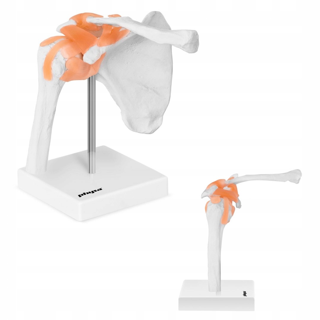 Anatomický model ramenného kĺbu v mierke 1: 1
