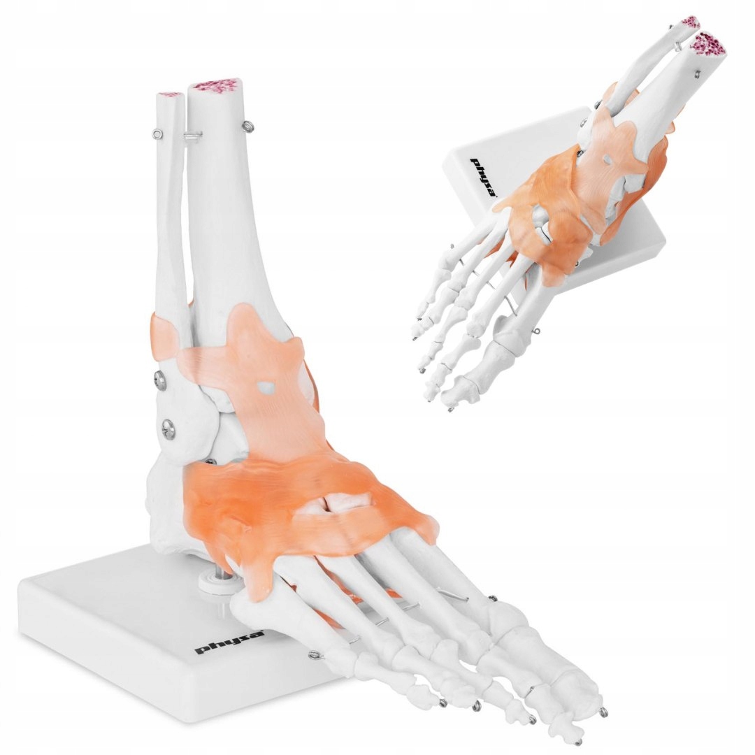 Anatomický model členkového kĺbu s väzmi na str