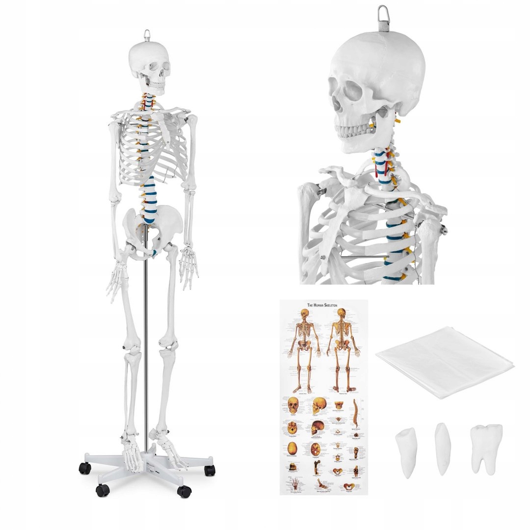 Anatomický model ľudskej kostry 176 cm + pla